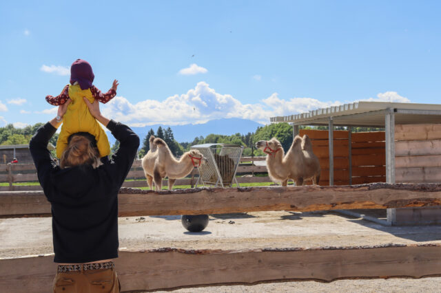 Ausfug mit Kindern ab München zum Gut Aiderbichl.