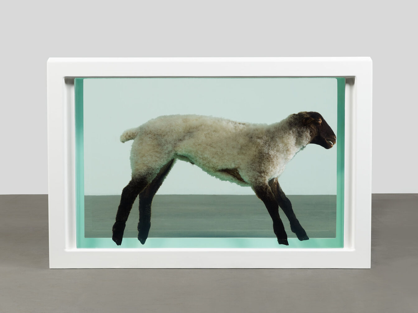 Damien Hirst Schaf