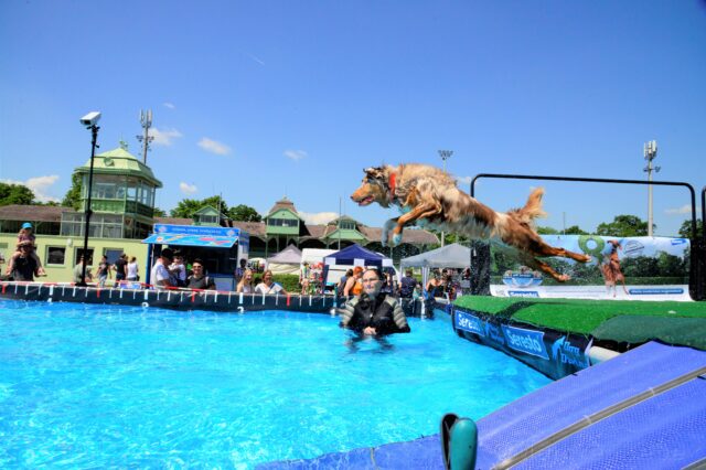 Beim Dog Diving können sich die Hunde nicht nur abkühlen, sondern auch schöne Preise gewinnen!