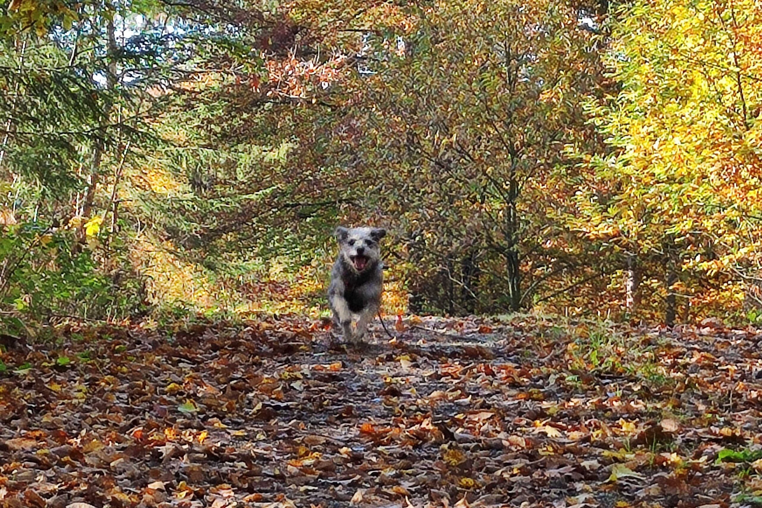 Südburgenland Herbst