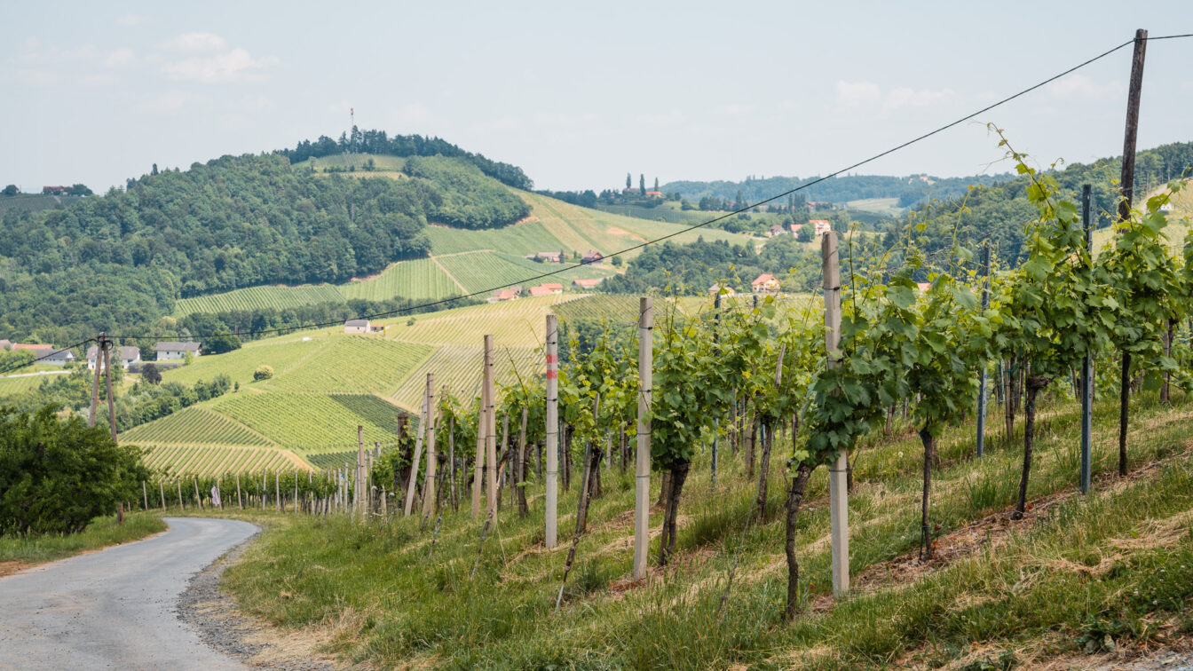 Ein Weg, der sich durch Weinreben und Hügel schlängelt.
