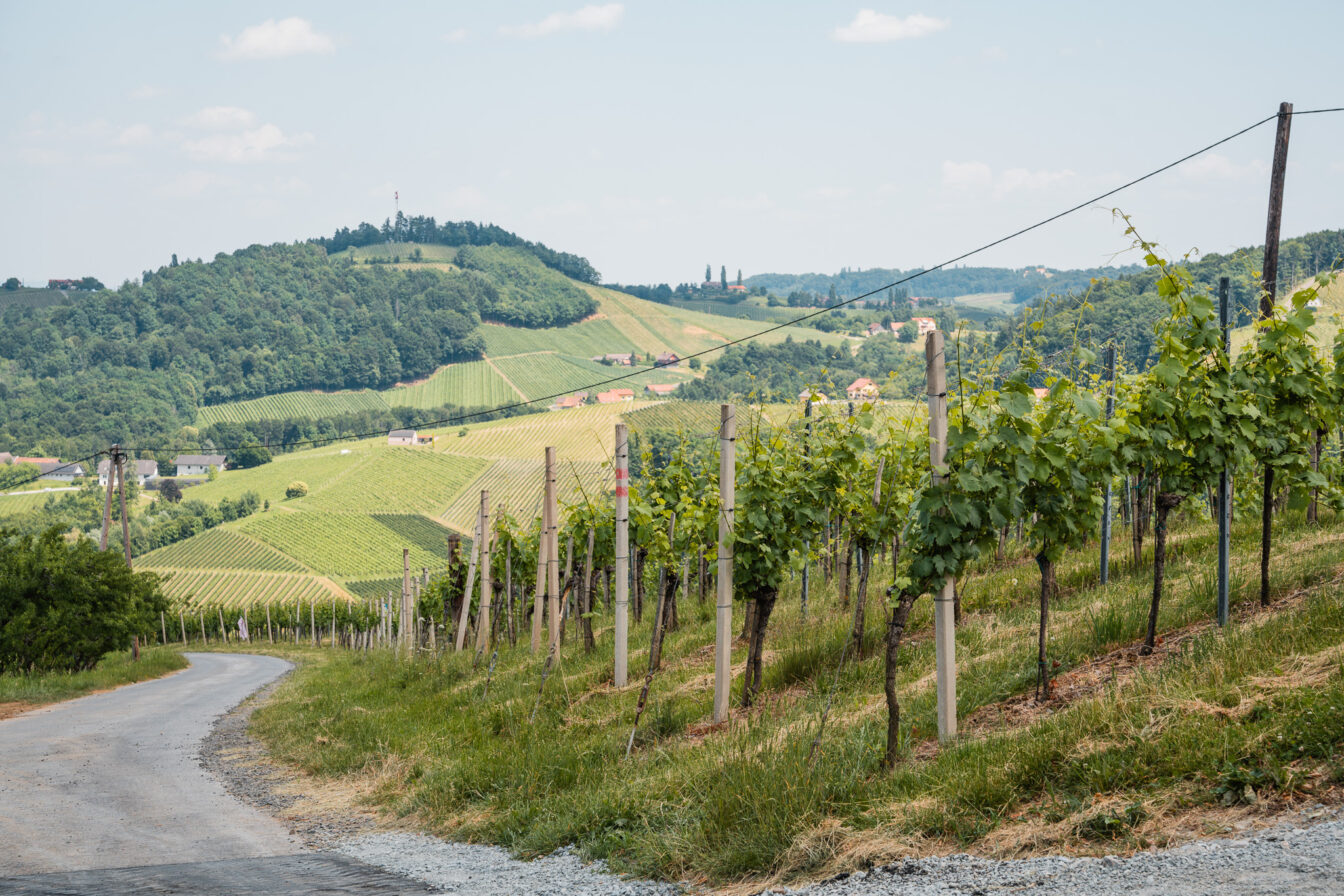 Ein Weg, der sich durch Weinreben und Hügel schlängelt.