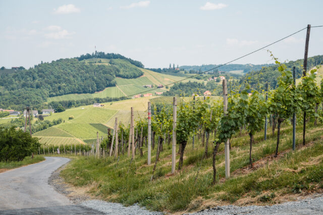 Ein Weg, der sich durch Weinreben und Hügel schlängelt.