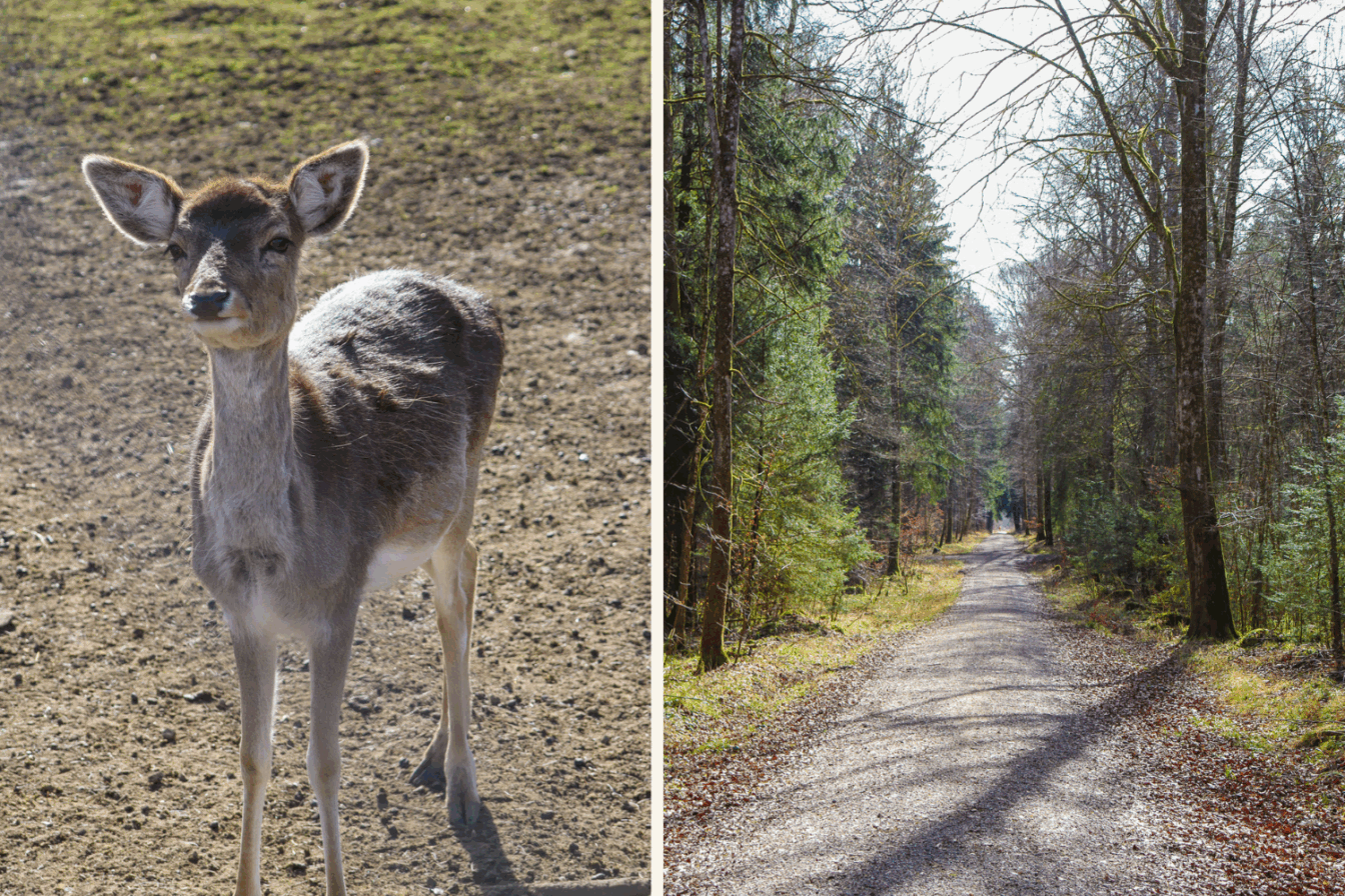 Rehe und Natur im Walderlebniszentrum Grünwald bei München.
