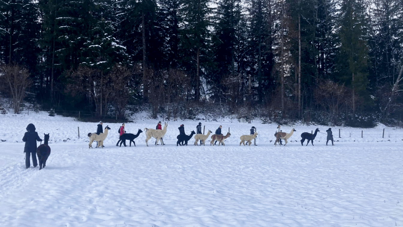 Glühwein-Wanderung zum Grünen See mit Alpakas