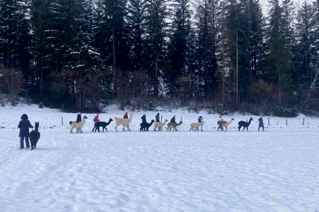 Glühwein-Wanderung zum Grünen See mit Alpakas