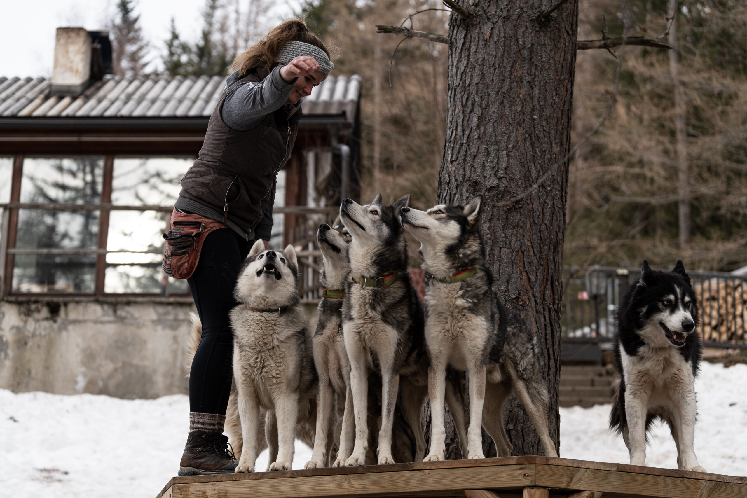 Iron Road Siberian Huskys in Erzberg-Leoben