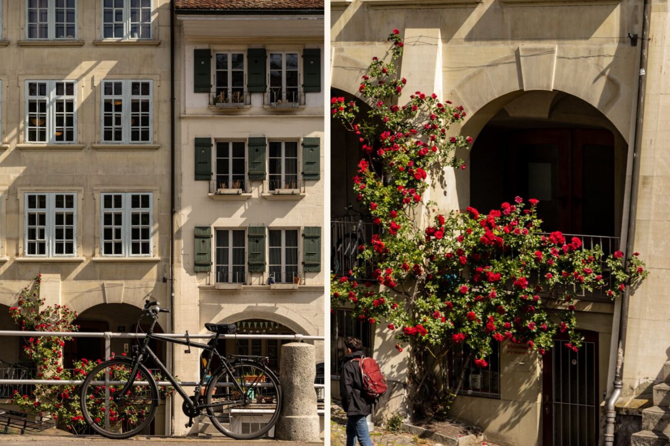 Typische Sandsteinfassaden mit Fensterläden und üppiger Rosenbewachsung an den berühmten Lauben in der Altstadt von Bern. Ein Fahrrad lehnt an einem Geländer, während ein Spaziergänger die gepflasterten Gassen unter den Arkaden erkundet. Die Berner Lauben gehören mit über sechs Kilometern zu den längsten gedeckten Einkaufspromenaden Europas und laden bei jedem Wetter zum Flanieren, Entdecken und Fotografieren ein.