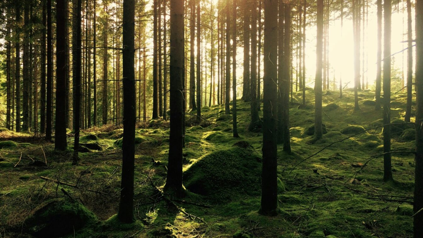 eine idyllische, grüne Lichtung im Wald