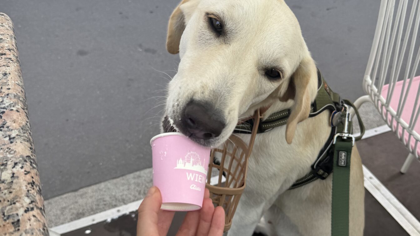 ein Hund leckt am neuen Aida Wufferl Snack für Hunde