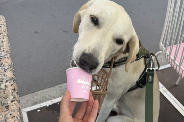 ein Hund leckt am neuen Aida Wufferl Snack für Hunde