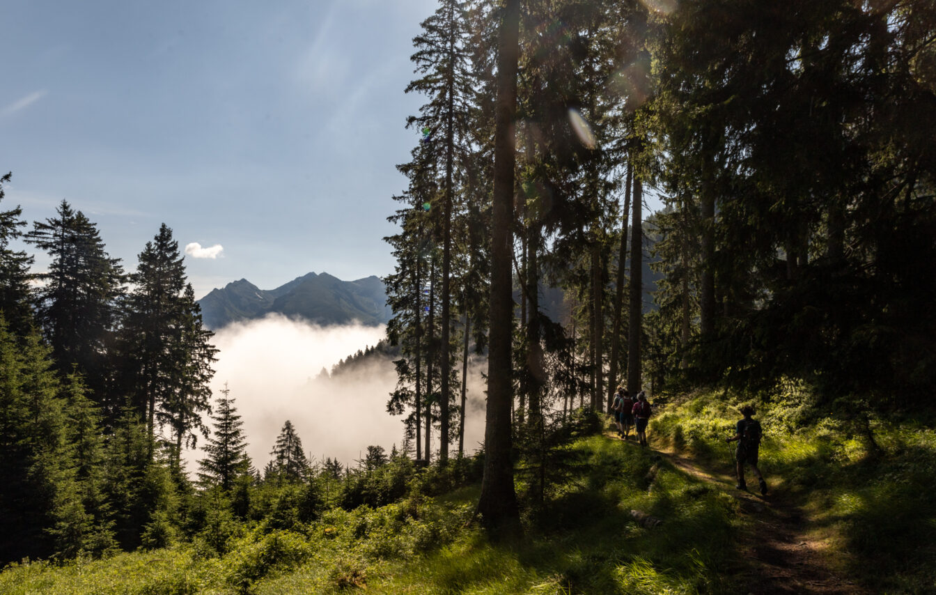 Wandergruppe auf einem schmalen Waldpfad während einer Alpenüberquerung in Südtirol, rechts im Bild unter hohen Tannen, links Blick auf ein Nebelmeer, das die Täler bedeckt, mit dahinterliegenden grünen Bergen unter blauem Himmel.