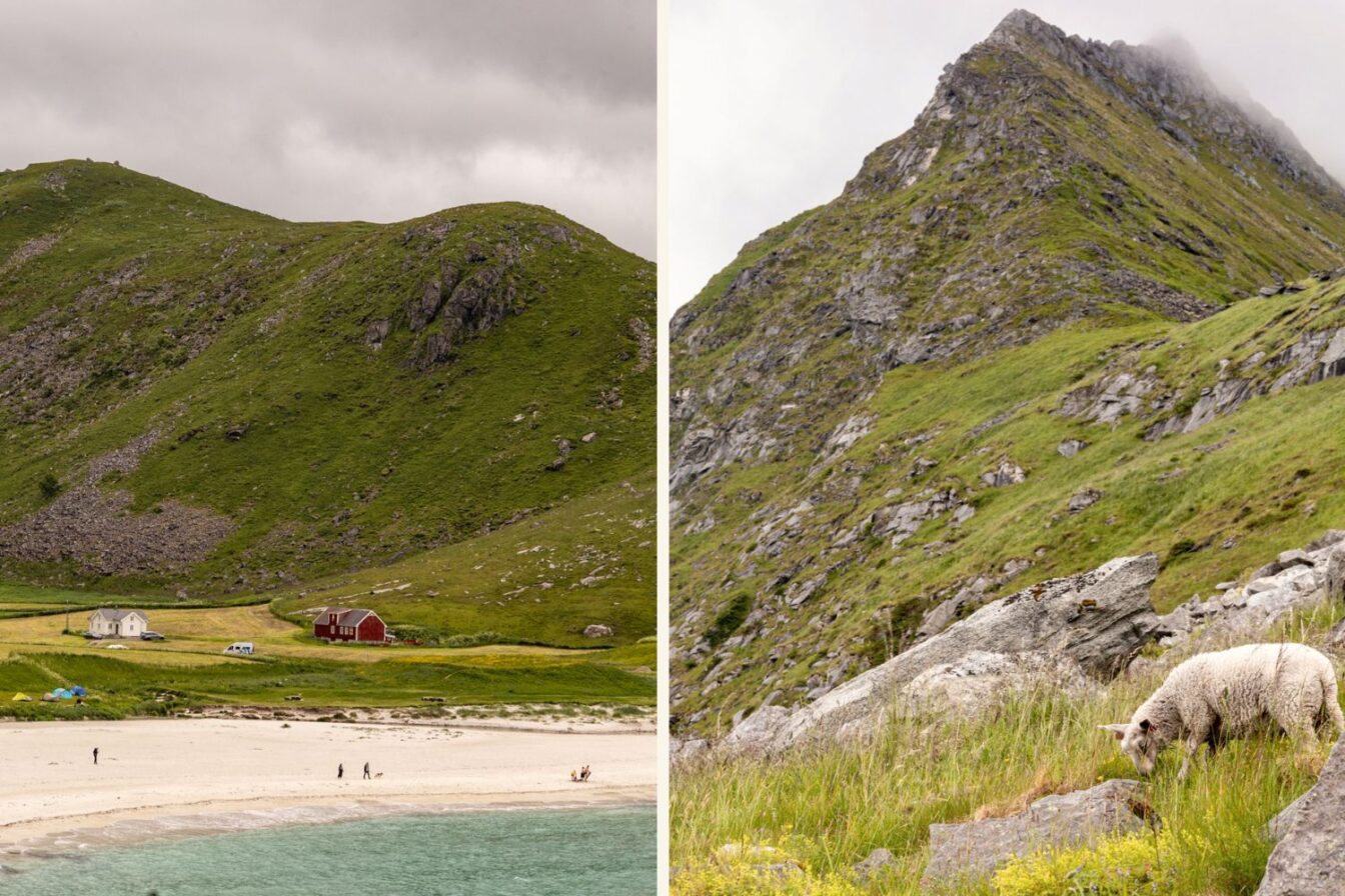 Grüne Hügel und Sandstrand entlang des Küstenwanderwegs von Haukland nach Uttakleiv auf den Lofoten, Norwegen – mit malerischen Bauernhäusern und grasenden Schafen in alpiner Landschaft