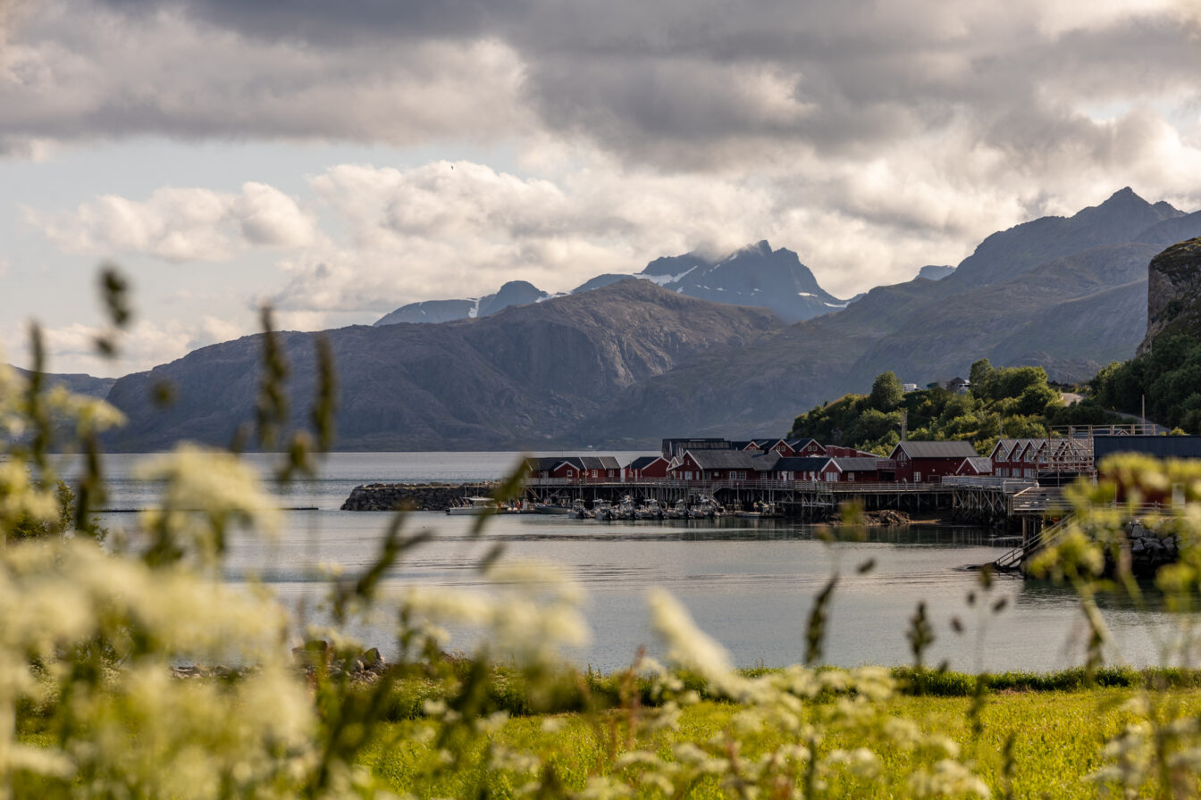 Fischerhütten und Boote am Hafen der Lofoten, Norwegen – traditioneller Ausgangspunkt für Fischerei vor majestätischer Bergkulisse, umgeben von ruhigem Wasser und sommerlicher Vegetation im Vordergrund.