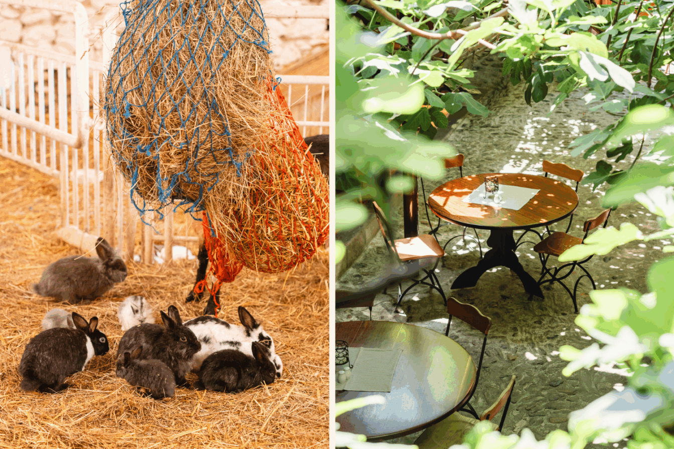 Hasen im Stall mit Heu und ein Tisch umgeben von Feigenbäumen