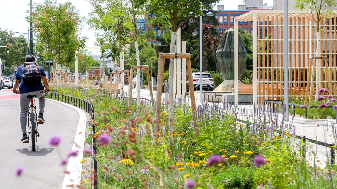 Ein moderner Rad-Highway in Wien mit einem breiten, asphaltierten Radweg, auf dem ein Radfahrer mit Rucksack fährt. Links des Radwegs wachsen bunte Wildblumen und frisch gepflanzte Bäume, die durch Holzstützen gesichert sind. Rechts daneben verläuft ein Fußweg mit Sitzgelegenheiten und modernen Holzpergolen. Im Hintergrund sind Autos, Fußgänger und Gebäude zu sehen. Die Szene wirkt grün, städtisch und fahrradfreundlich.