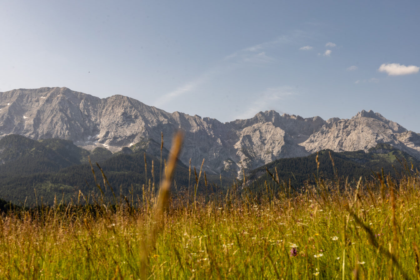 Blühende Bergwiese bei Garmisch-Partenkirchen mit Blick auf das beeindruckende Wettersteingebirge unter blauem Himmel.