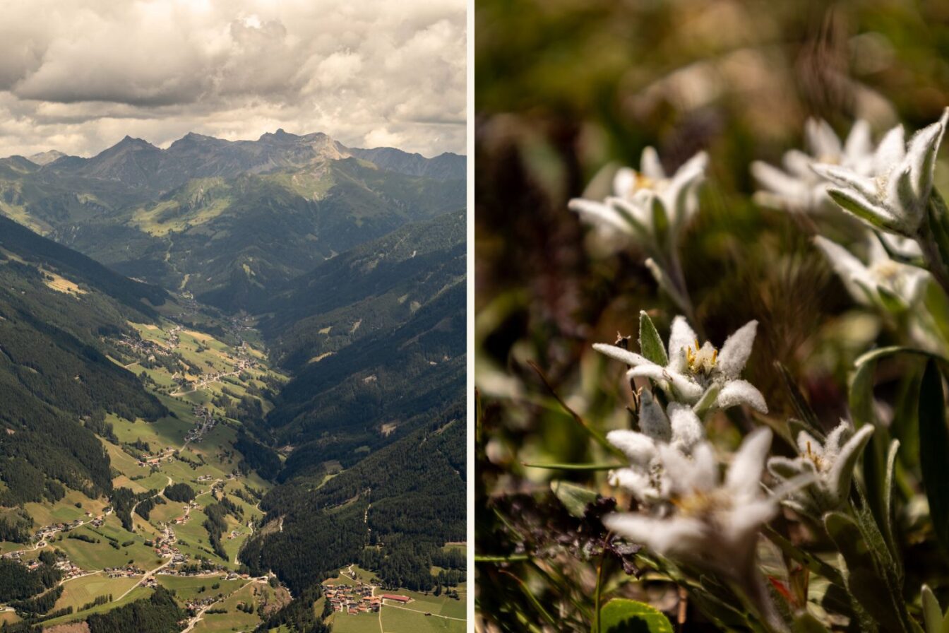 Blick vom Blaser ins Stubaital – malerisches Talpanorama und seltene Edelweißblüten entlang des Wanderwegs.
