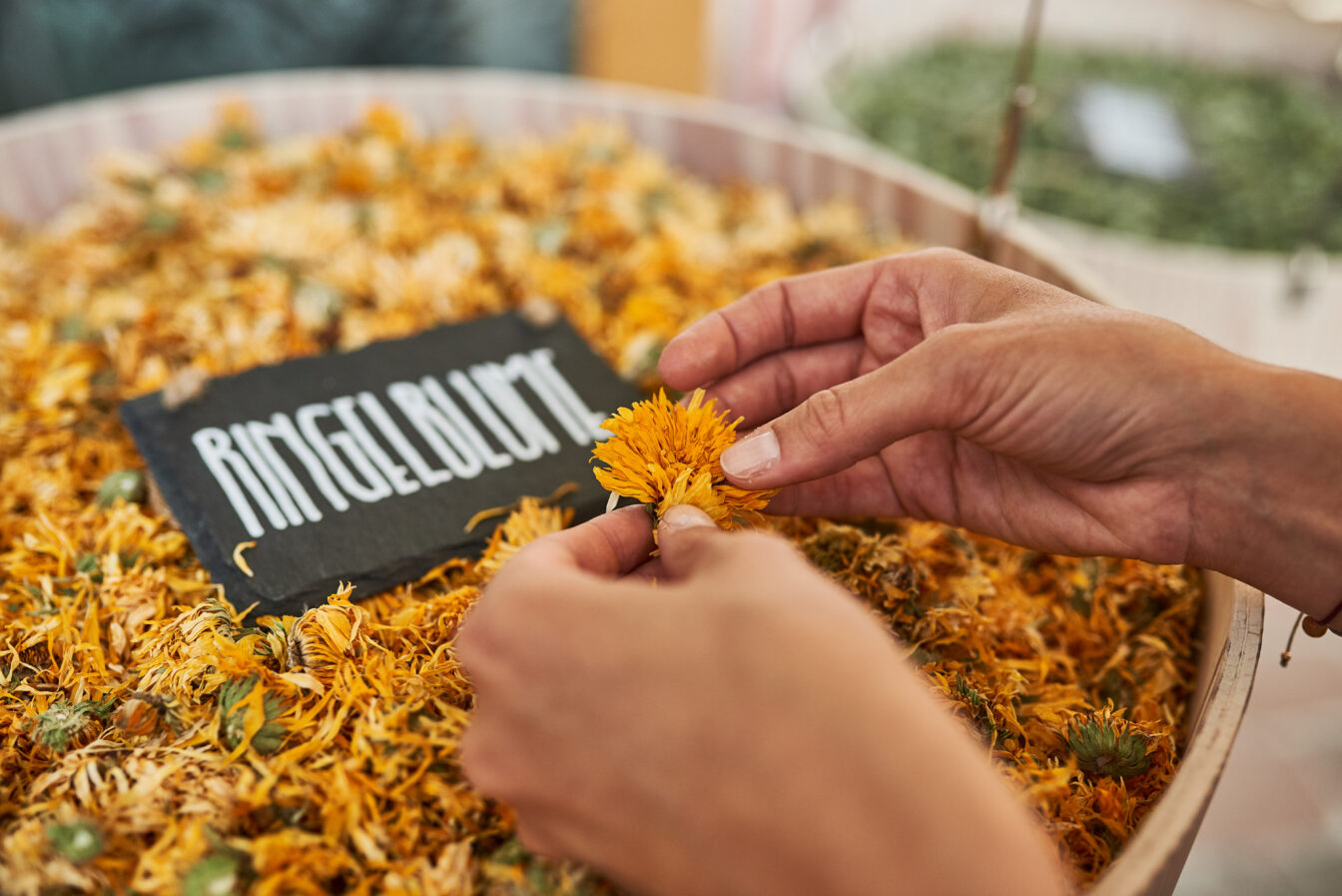 Zwei Hände halten eine getrocknete Ringelblume über einer großen Schale voller leuchtend gelber Ringelblumenblüten. Im Hintergrund ist ein handbeschriftetes Schild mit der Aufschrift ‚Ringelblume‘ zu sehen. Die Szene spielt sich in einem natürlichen, einladenden Umfeld ab, vermutlich in der SONNENTOR Erlebniswelt.