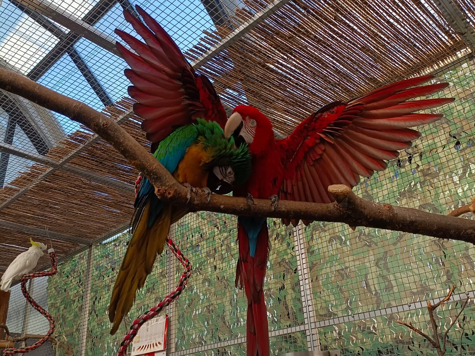 Zwei Papageien in einem Voliere der ARGE Papageienschutz