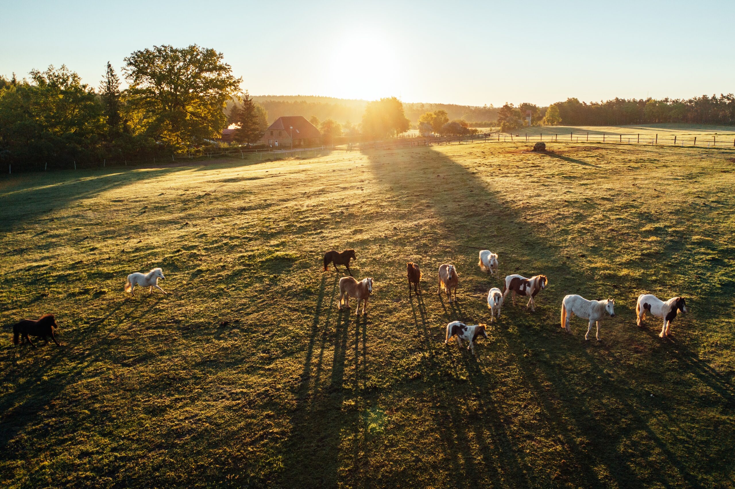 Luftbild vom Waldhof Bruchmühle mit Pferden bei Sonneaufgang