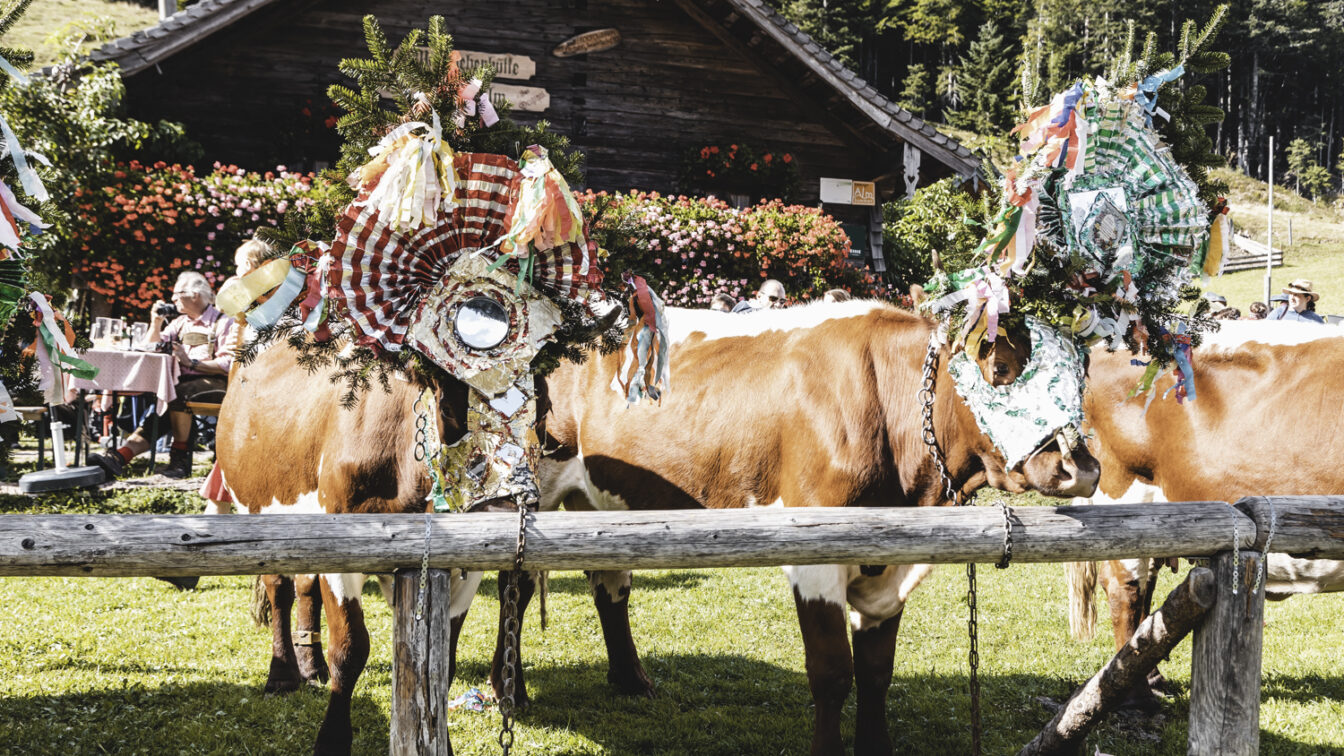 Geschmückte Kühe beim Almabtrieb auf der Gruberalm