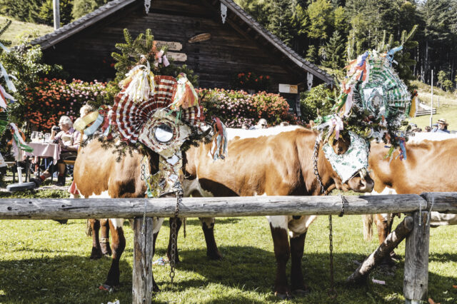 Geschmückte Kühe beim Almabtrieb auf der Gruberalm