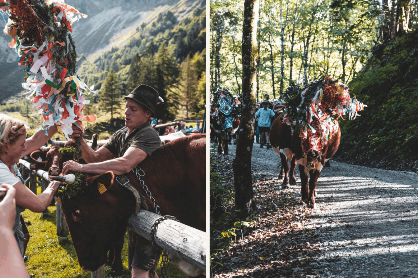 Traditionell geschmückte Kühe beim Almabtrieb in Österreich