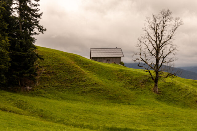 Holzhaus mit Satteldach steht auf einer grünen, hügeligen Wiese im Bregenzerwald. Links ragen Tannen auf, rechts ein kahler, knorriger Baum. Der Himmel ist wolkenverhangen, im Hintergrund sind sanfte Bergketten zu erkennen.