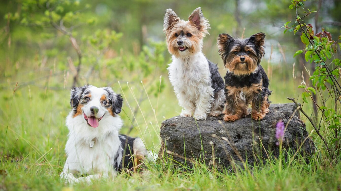 drei Hunde im Park