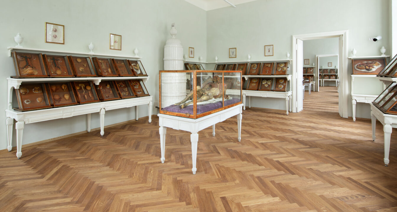 Wachsfigur und Organe aus Wachs in einem hellen Ausstellungsraum im Josephinum Wien