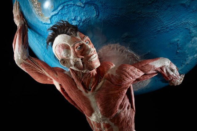 Exponat der Ausstellung Körperwelten