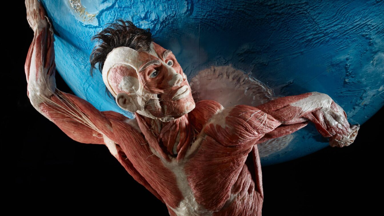 Exponat der Ausstellung Körperwelten