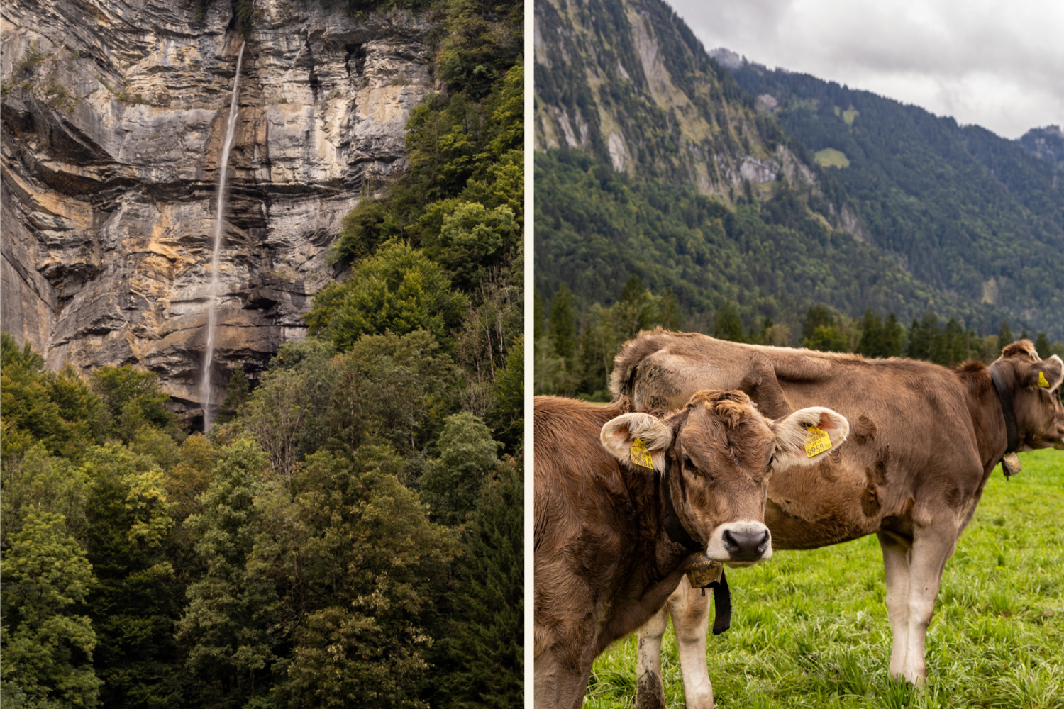 Wasserfall und Kühe in Vorarlberg (c) Sonja Koller | 1000things