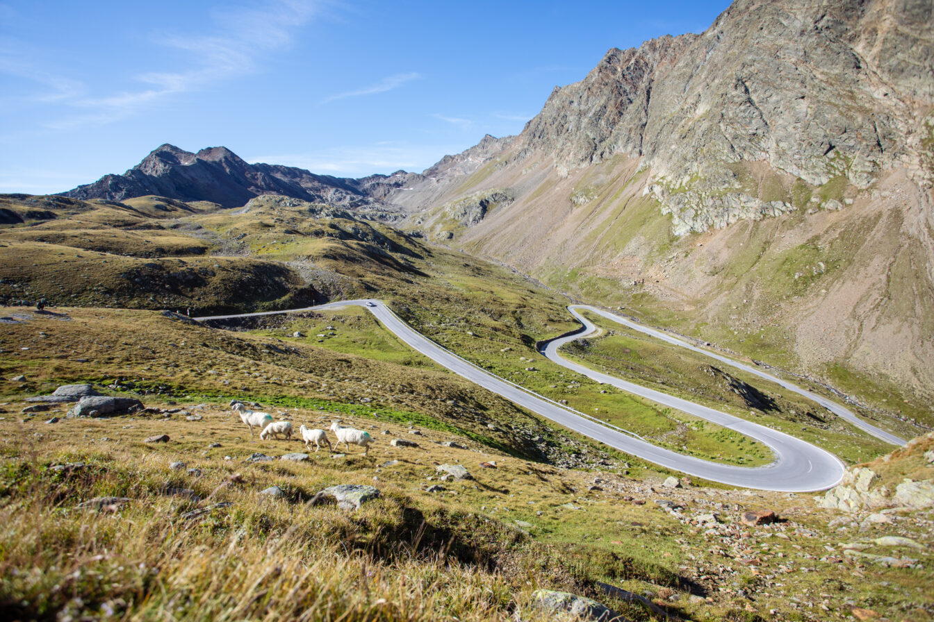 Kurvenreiche Passstraße im Passeiertal, die sich durch eine karge Hochgebirgslandschaft schlängelt, mit grasenden Schafen im Vordergrund und schroffen Berggipfeln im Hintergrund.