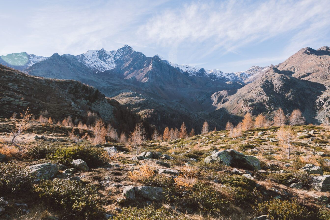Blick ins Ultental in Südtirol mit goldgelb verfärbten Lärchen im Vordergrund, felsiger Landschaft und schneebedeckten Berggipfeln im Hintergrund unter blauem Himmel.