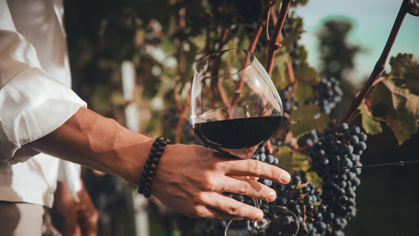 Eine Person hält ein Glas roten Weins in der Hand, während sie zwischen reifen Weintraubenreben im Sonnenlicht steht – herbstliche Weinlese-Atmosphäre in Andau.