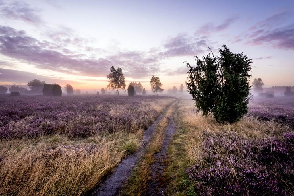 Schmaler Weg durch die blühende Lüneburger Heide im Morgennebel, mit violetten Heideflächen, einzelnen Bäumen und sanftem Sonnenaufgang am Horizont