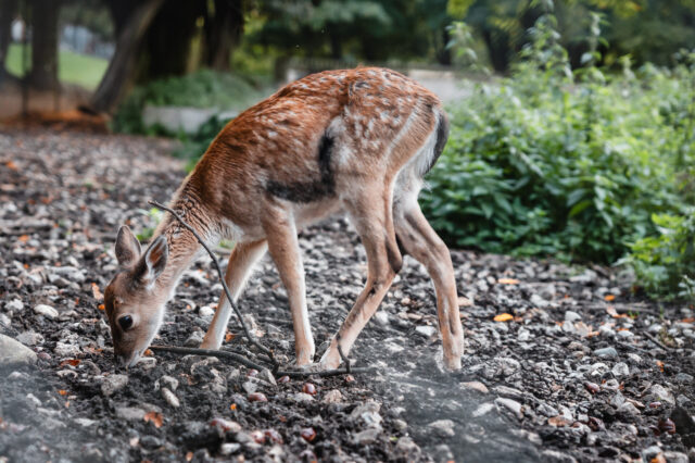 Ein Rehkitz im herbstlichen Ambiente des Hirschgarten München.