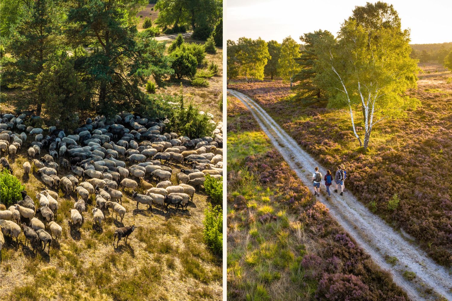 Eine Herde Schafe und Wandernde in der Lüneburger Heide in Deutschland