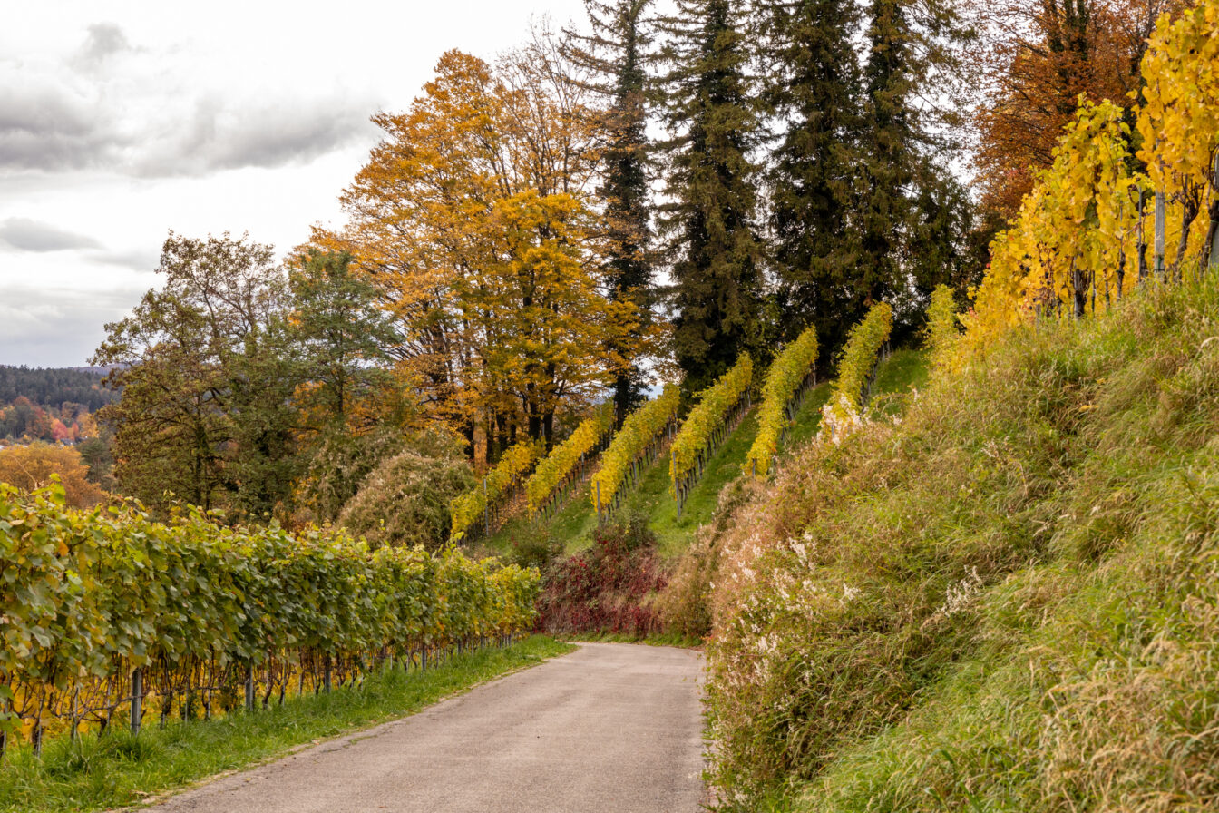 Weinberg am Hang in Winterthur im goldenen Herbstlicht, mit Reihen leuchtender Reben und buntem Laub – ein ruhiger Ort und landschaftliches Highlight der Region.