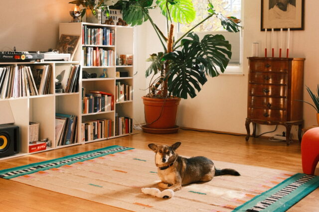 ein Hund auf einem teppich in einer hellen gemütlichen wohnung