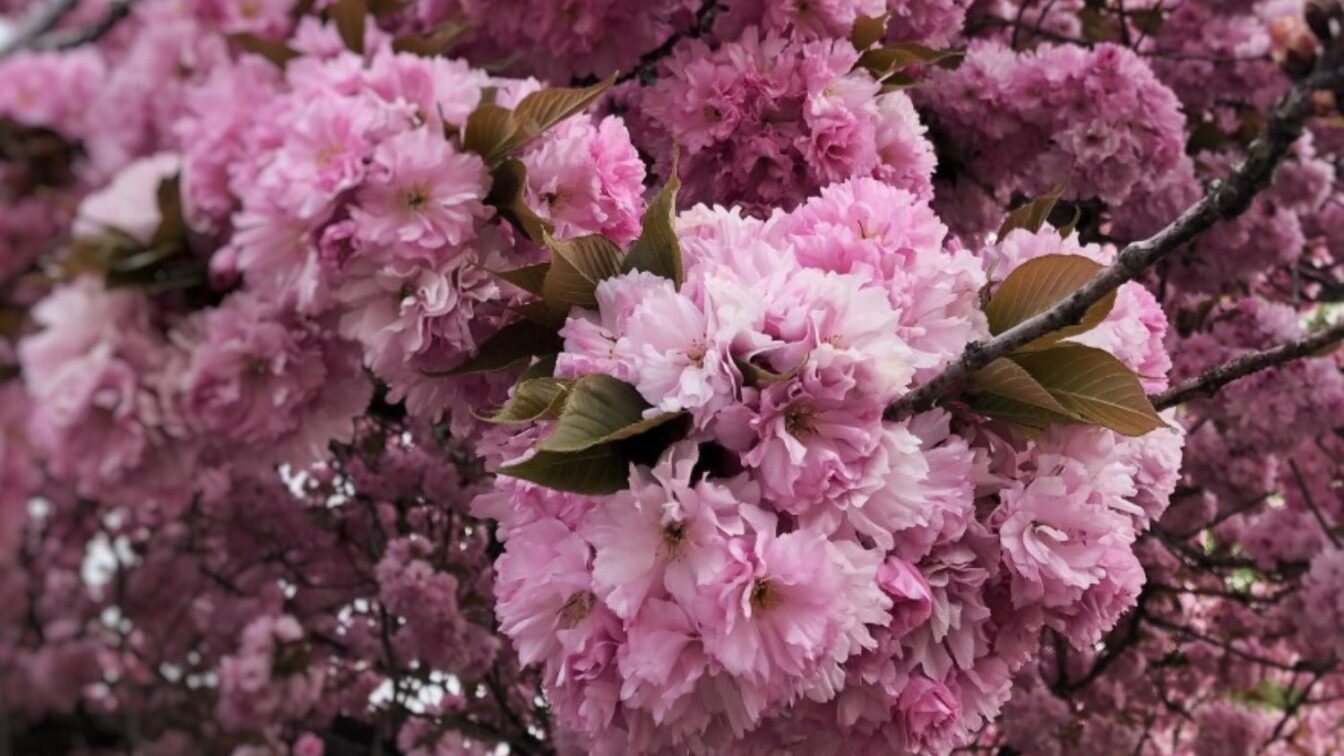 Kirschblüten in München