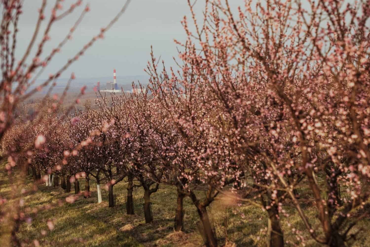 Marillenblüte in Angern in der Wachau (c) Katharina Tesch | 1000things