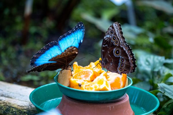 Botanischer Garten: Sonderausstellung Tropische Schmetterlinge