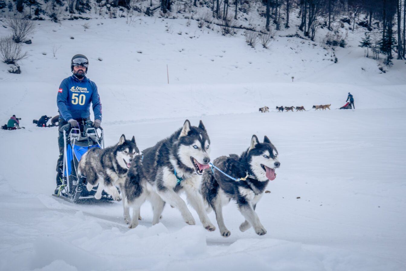 Fasching im Salzkammergut: Hundeschlittenrennen Fuschlsee