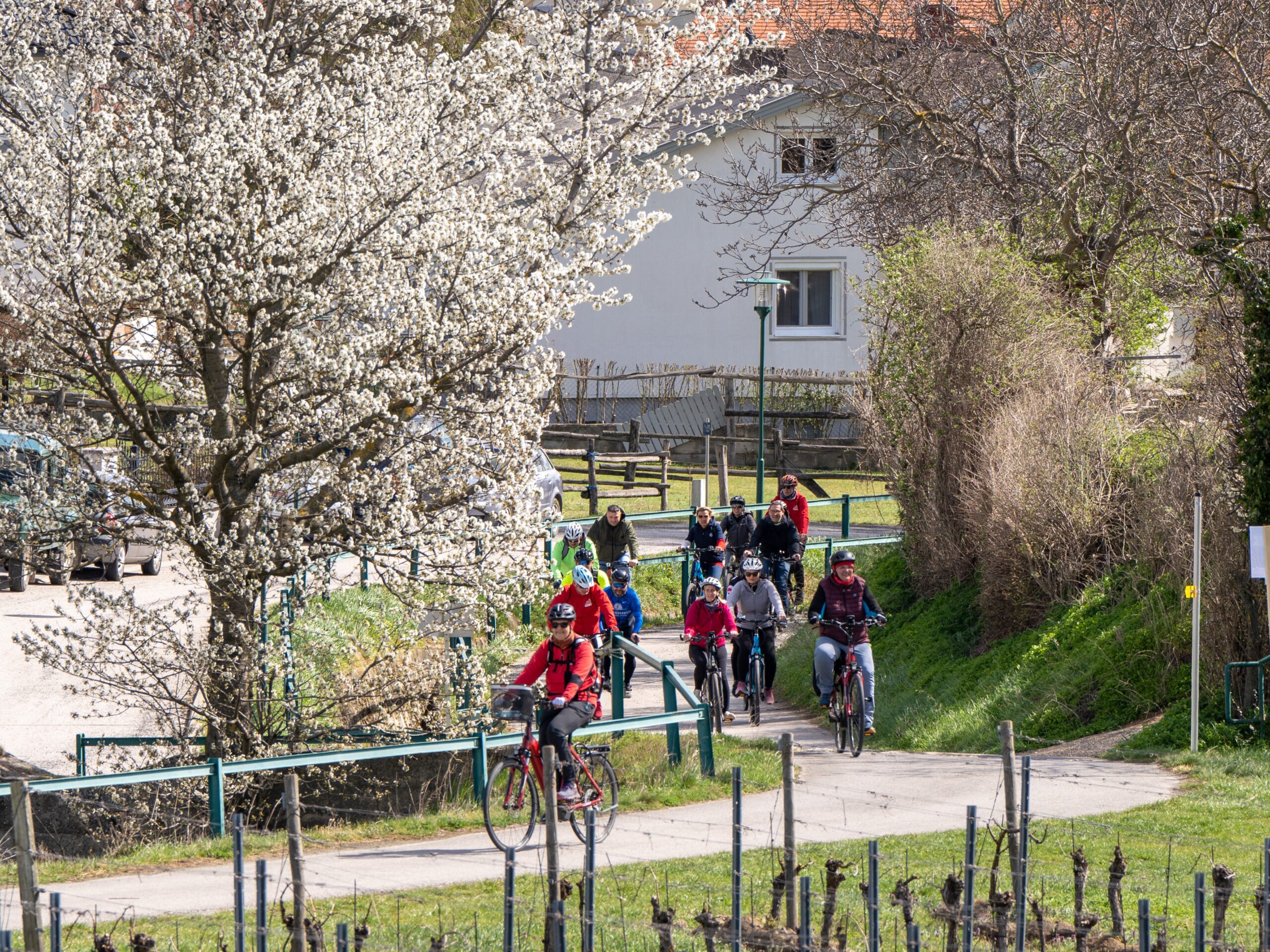 Radfahrer mit Kirschblüten im Burgenland (c) Burgenland Tourismus | Eric Halwax
