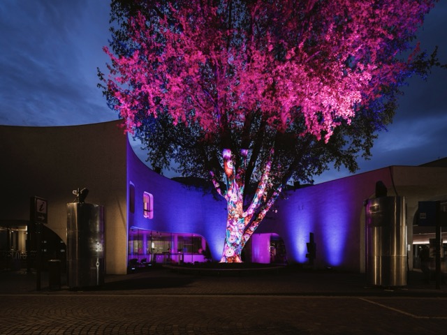 Ein Baum pink Beleuchtet.