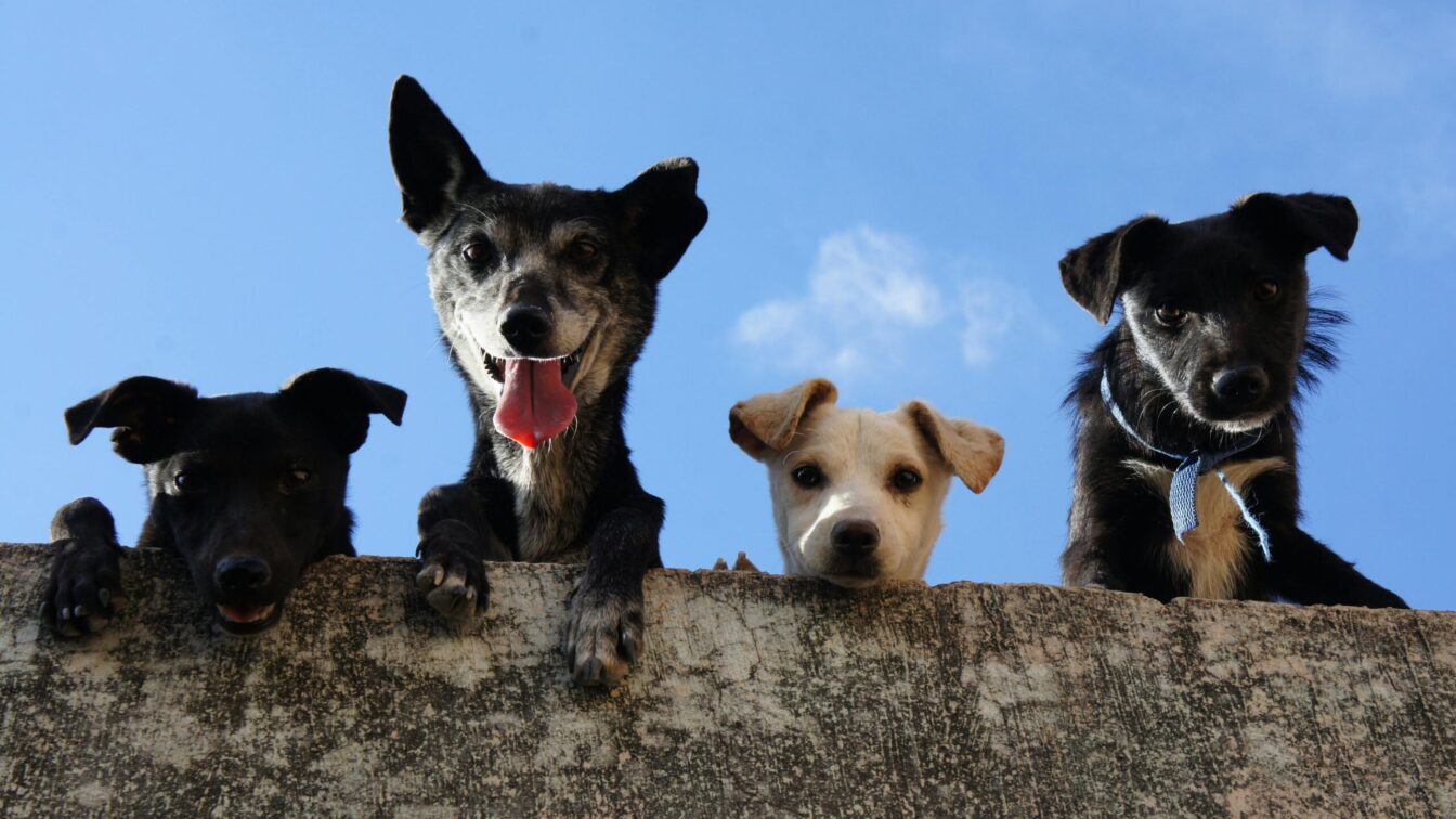 World Dog Show 2026 in Tulln in Österreich: 4 Hunde auf einer Mauer