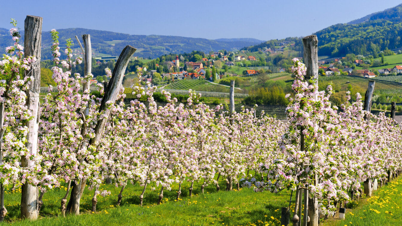 Apfelblüte an der Steirischen Apfelstraße in Puch